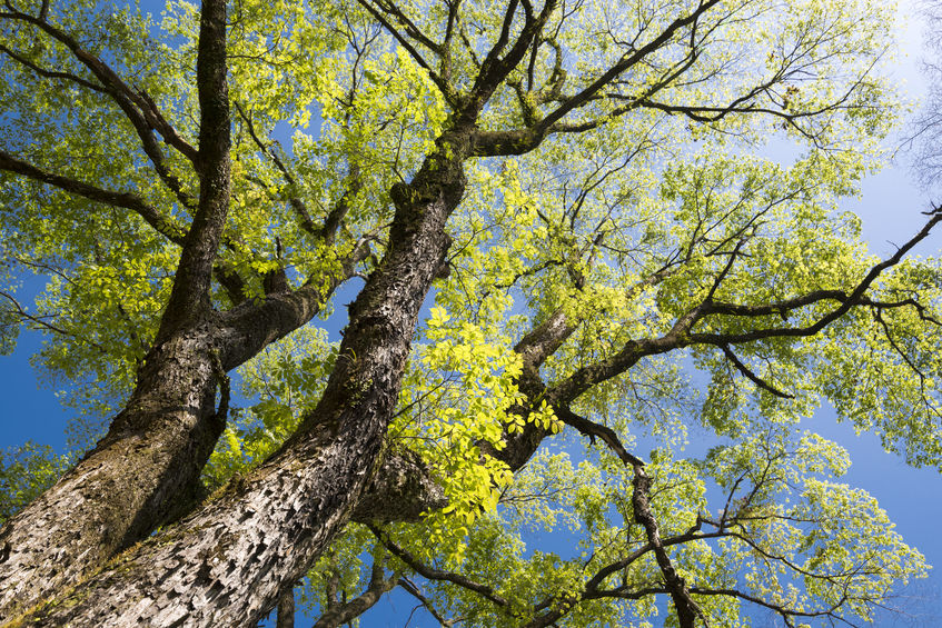 Is Elm Wood Good To Burn at Marjorie Thibodeau blog