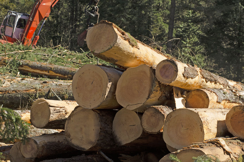 Douglas Fir Firewood A Popular Softwood To Burn