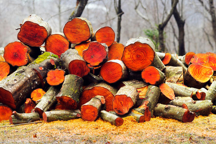 How To Burn Green Wood Bonfire
