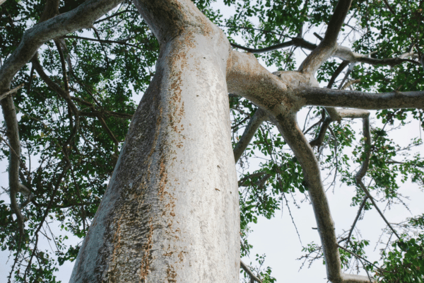 alder-tree-burning-alder-firewood alder-tree-burning-alder-firewood