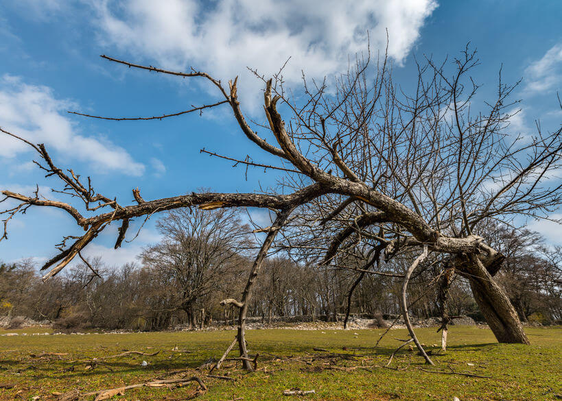 apple fire wood