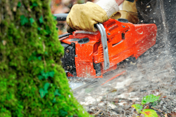 Best chainsaw on sale for firewood