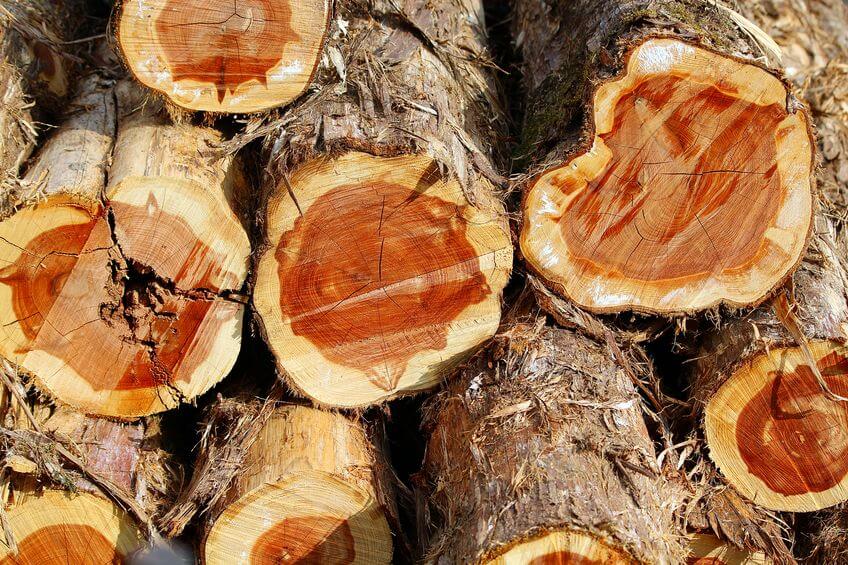 Is Cedar Wood Good for Burning 