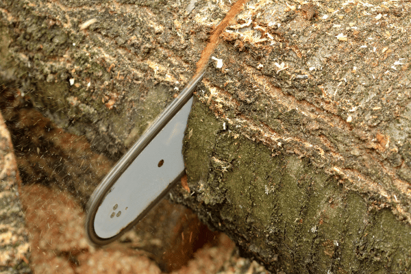 chainsaw-bar-cutting-log chainsaw-bar-cutting-log