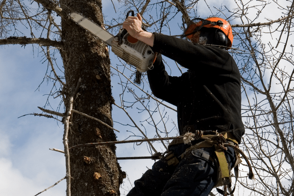 Limbing a tree using a Stihl top handle chainsaw