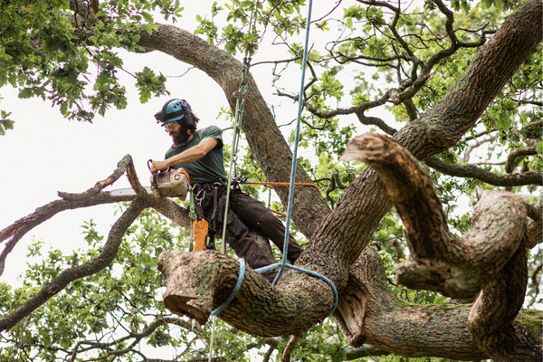 Cutting a limb using a top handle chainsaw