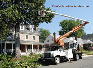 Tim Corbin's Tree Service trucks on the job