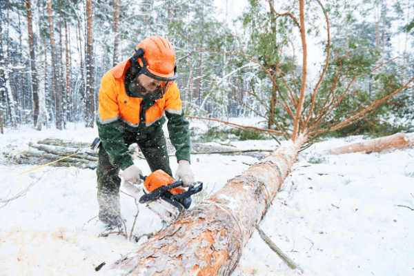cutting-firewood-winter-compressed cutting-firewood-winter-compressed