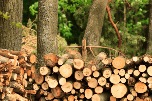 firewood-stacked-between-trees-compressed firewood-stacked-between-trees-compressed