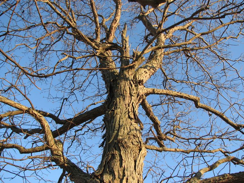 Hickory Firewood Best Firewood?