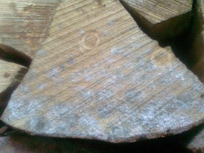 How much mold on firewood is too much to burn?