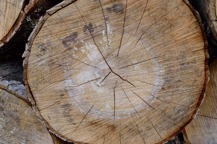 Does Silver Maple Make Good Firewood? 