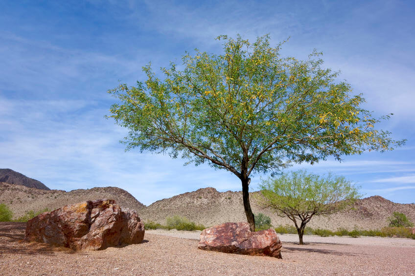 Mesquite Firewood Heating and Cooking