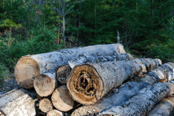 How to Tell Your Firewood is Ready to Burn