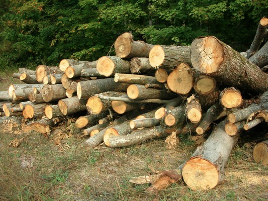 Image result for firewood business in kenya