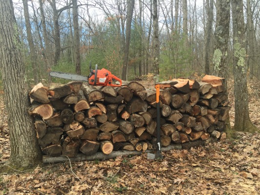 stacking firewood between trees
