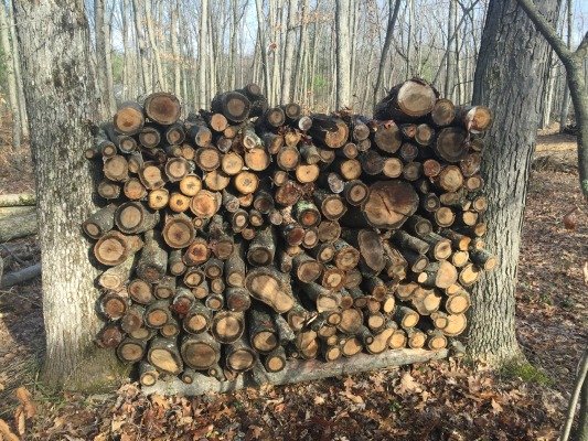 SEARCH AND BUY THIS PRODUCT AT AMAZON.COM Stacking Firewood Between Trees - Should You Do It?